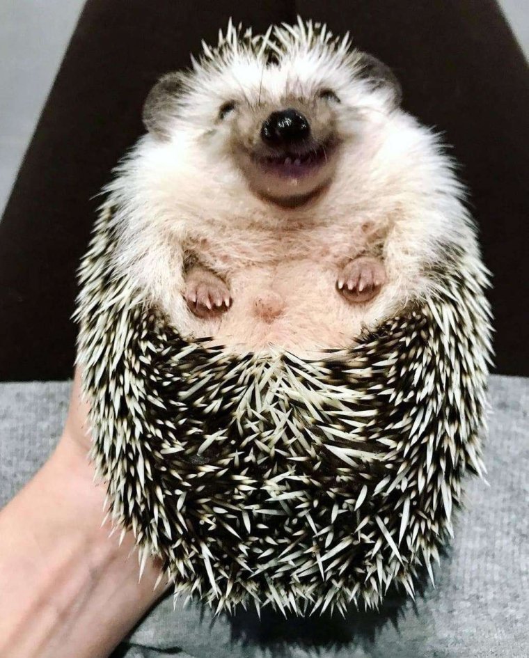 Ежик с очками