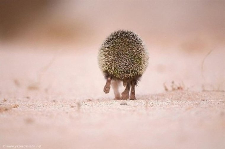 Уйду я от вас