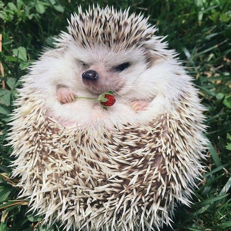 Бешеный Ежик