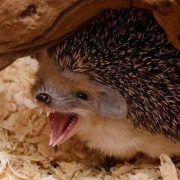 Еж зевает