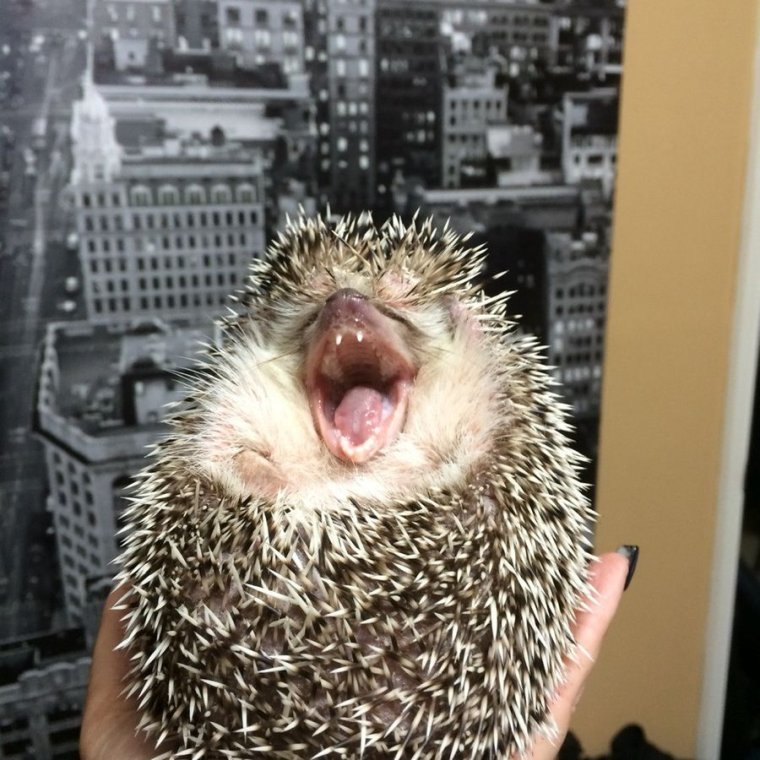 Добрый Ёжик