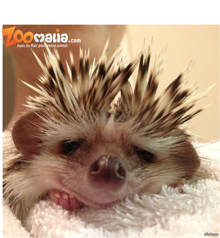 Еж в короне