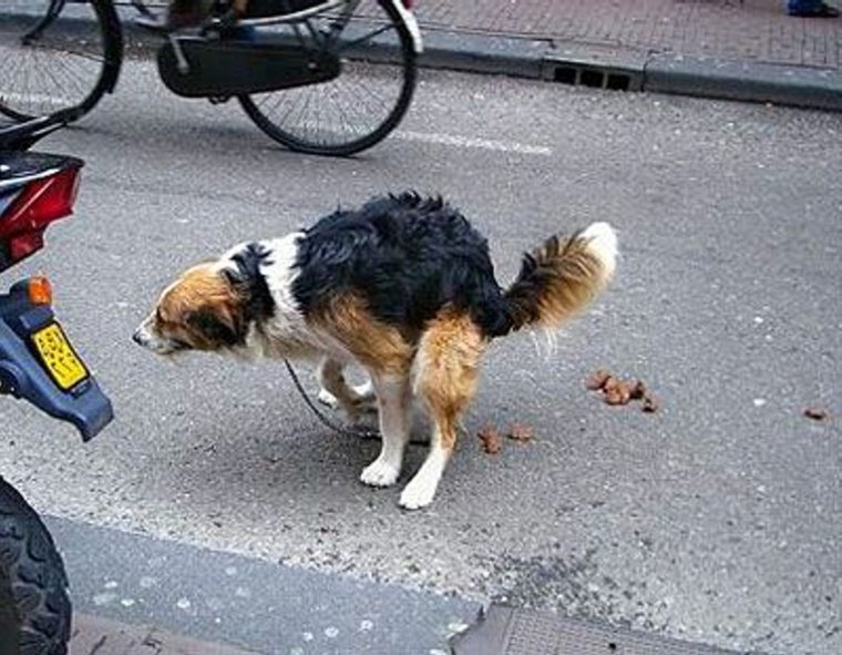 Собака какает знак