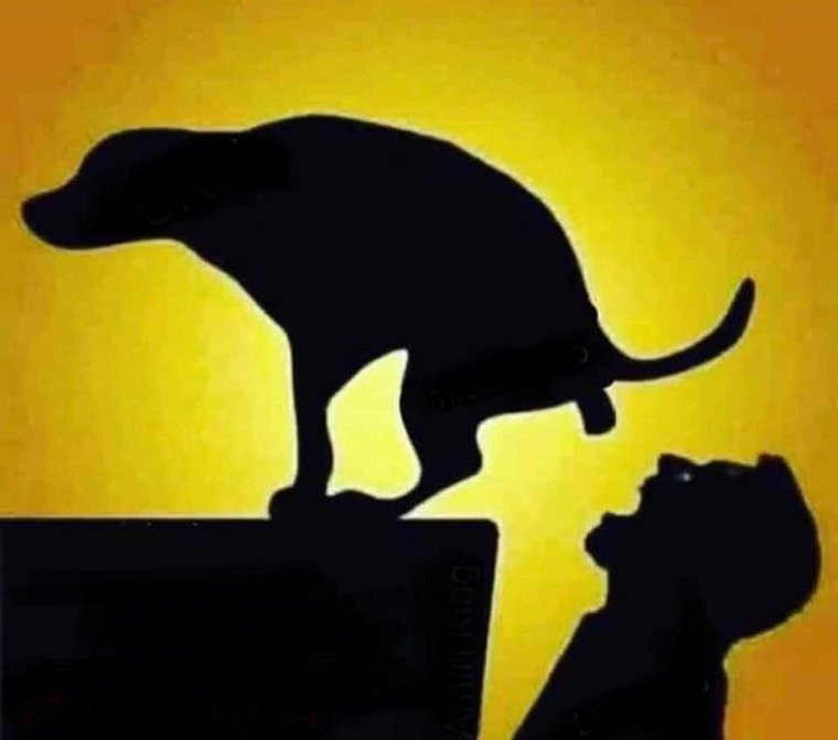 Бигль собака какает