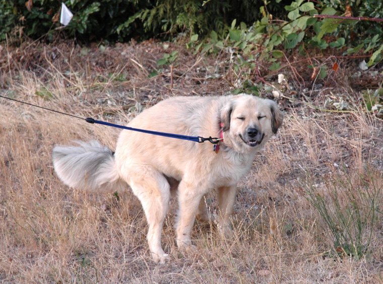 Собака какает Мем