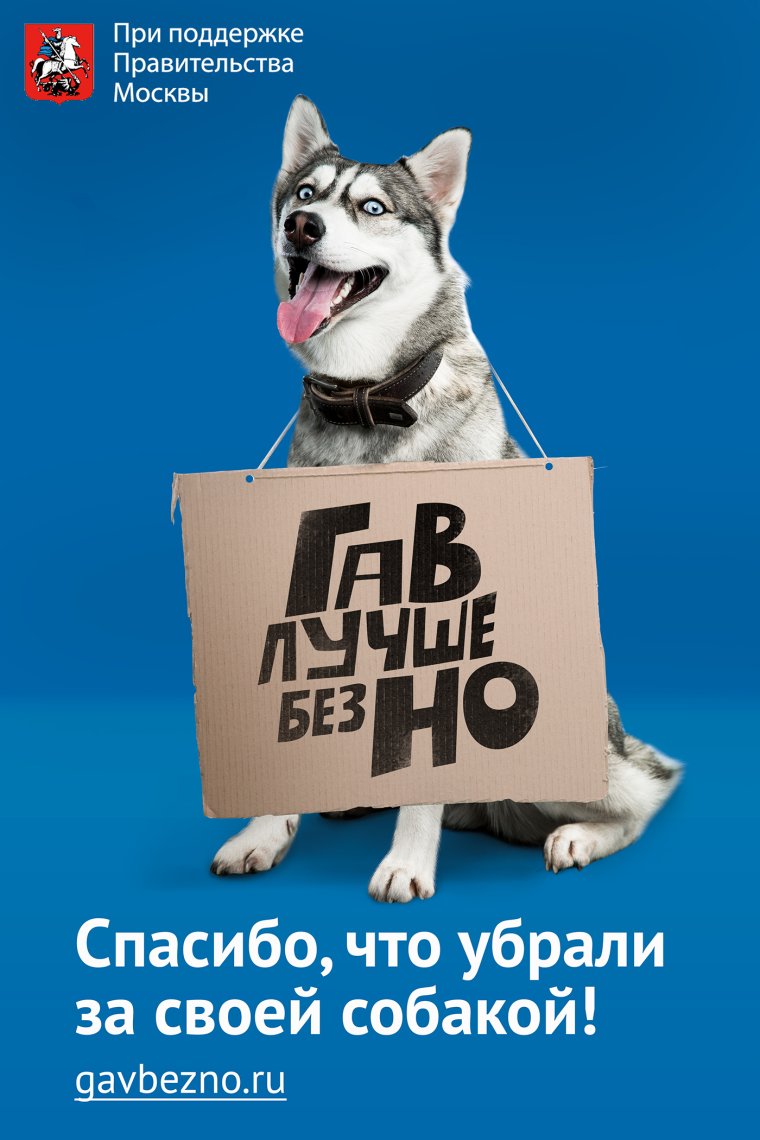 Опять собаки нагадили