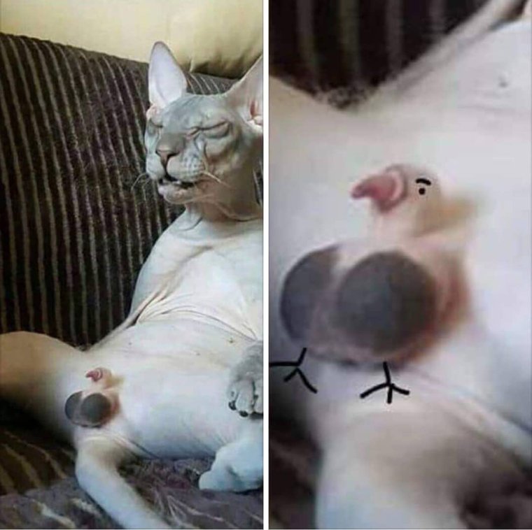 Собака в реальной жизни