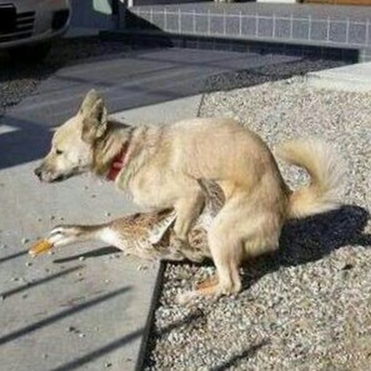 Дратути Мем собака