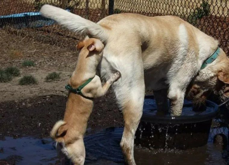 Хозяин убирает за собакой