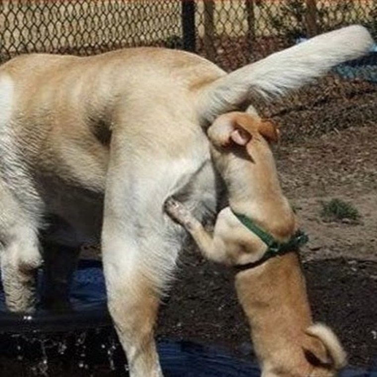 Песков Ежик