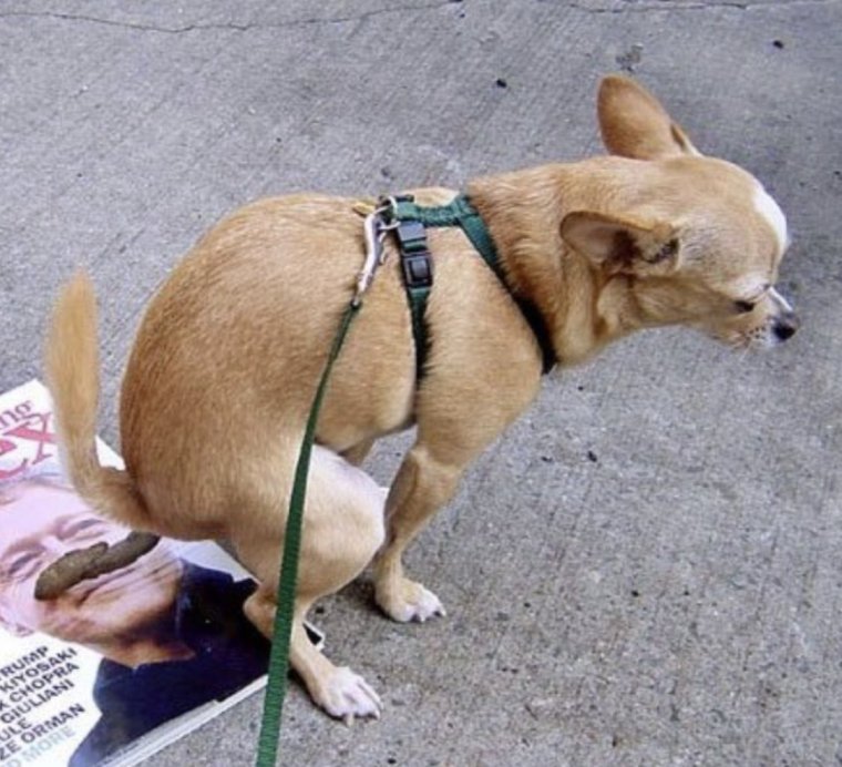 Знак с собаками запрещено