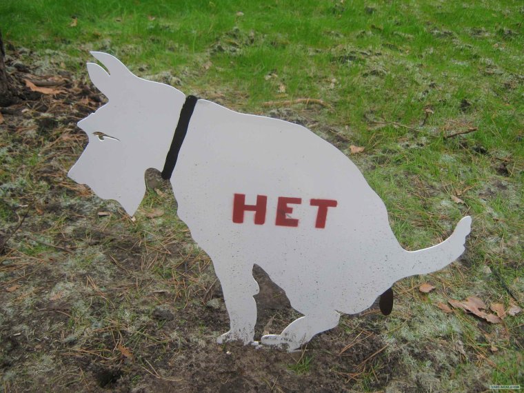 Собака на рассвете