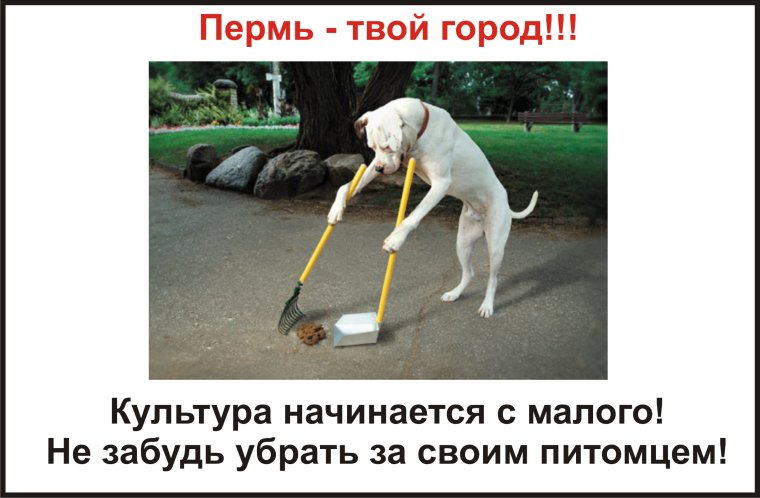 Кот с надписью срал в тапки