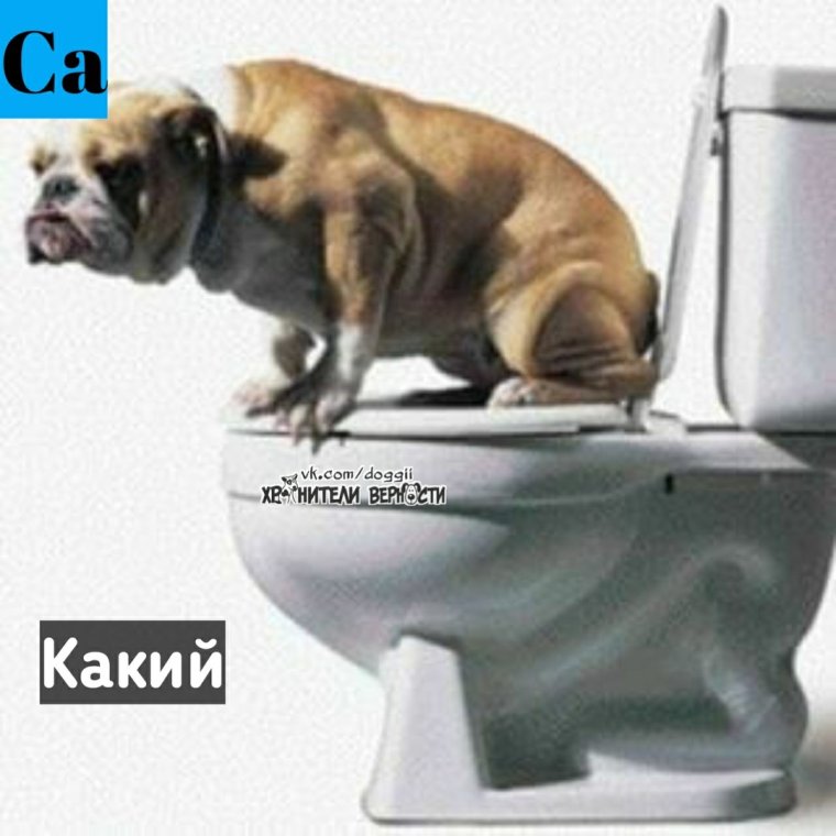 Собака какает на белом фоне