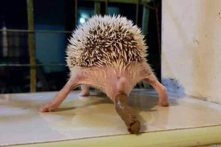 Заяц у тебя говно к шерсти прилипает