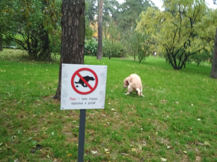 Убирайте за собаками табличка