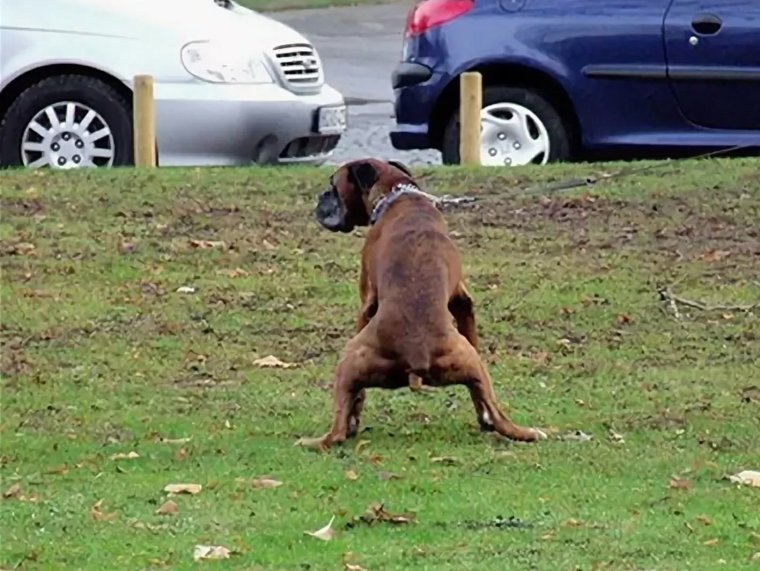 Знак запрет кошек