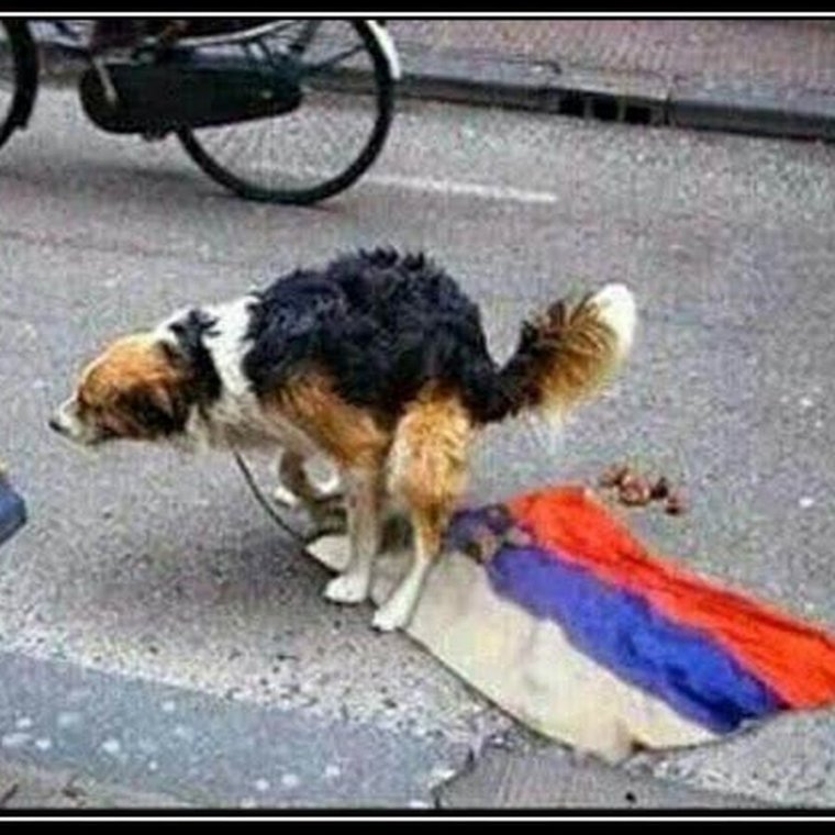 Джонни Кэтсвилл и собаки