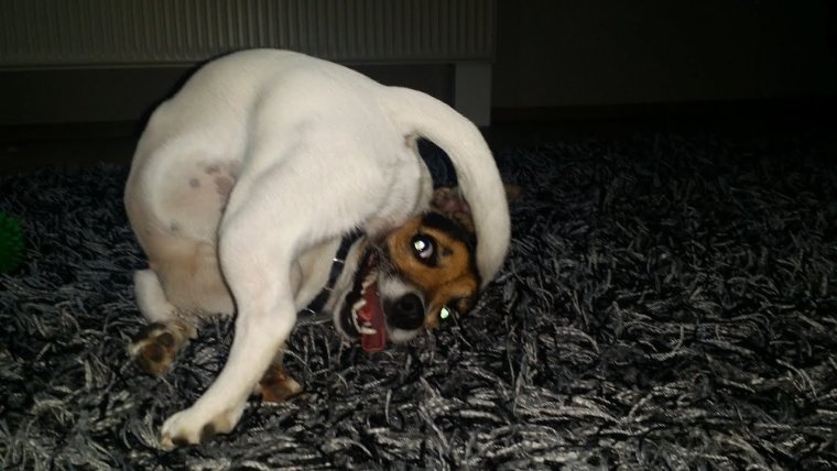 Хозяин я какать хочу