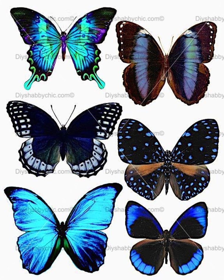 Красивые бабочки для вырезания