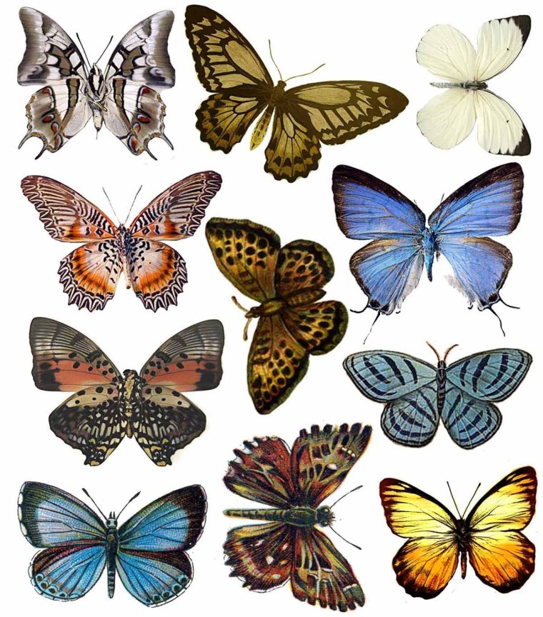 Бабочки коллаж
