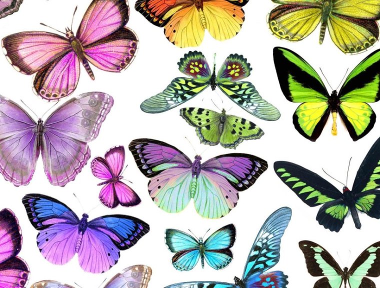 Бабочки красивые цветные