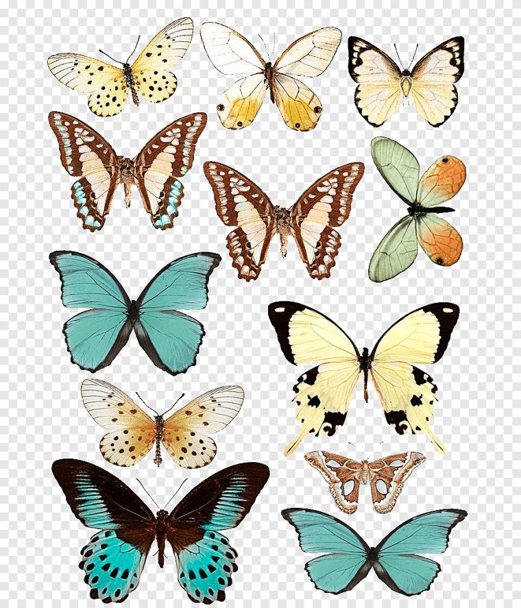 Бабочки цветные