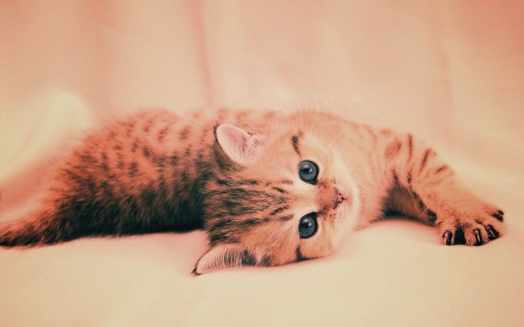 Милые котята