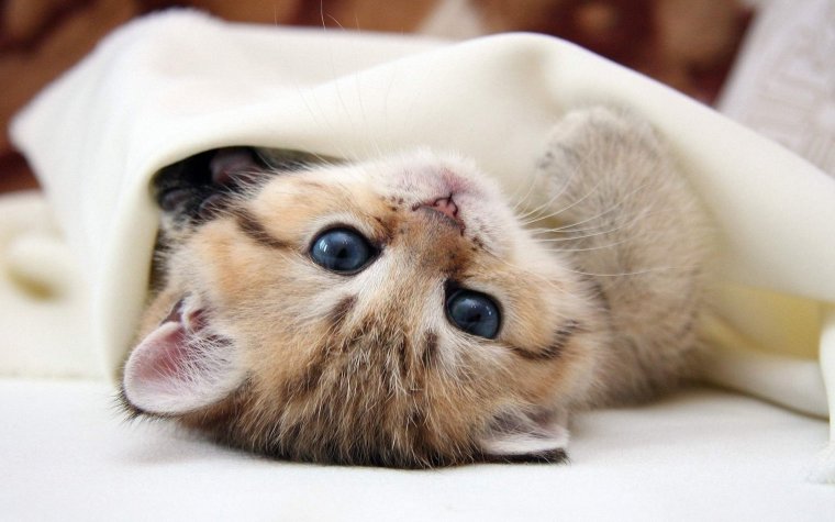 Милый котик