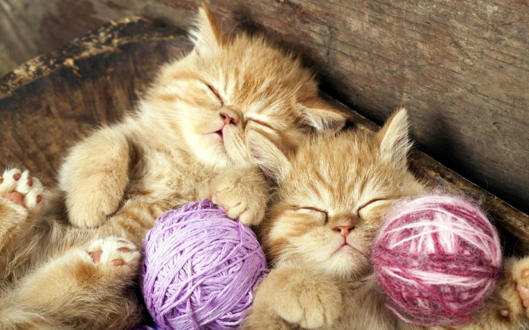 Альбом для рисования Канц-Эксмо спящие котята 29.7 х 21 см (a4), 110 г/м², 40 л.