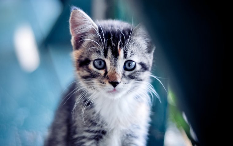 Заставка котики