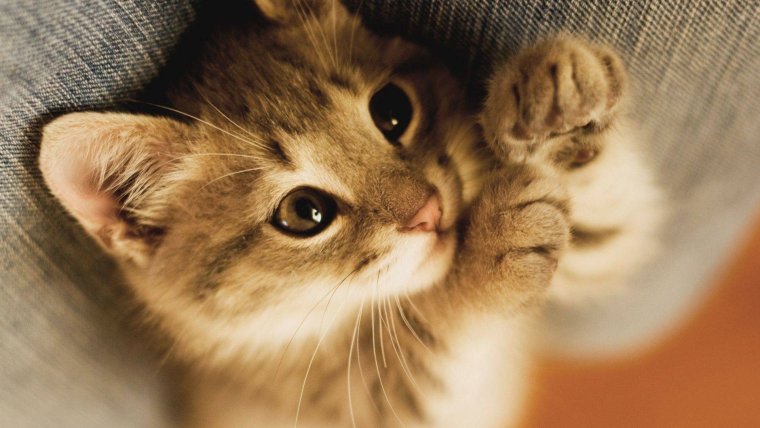 Милые котики