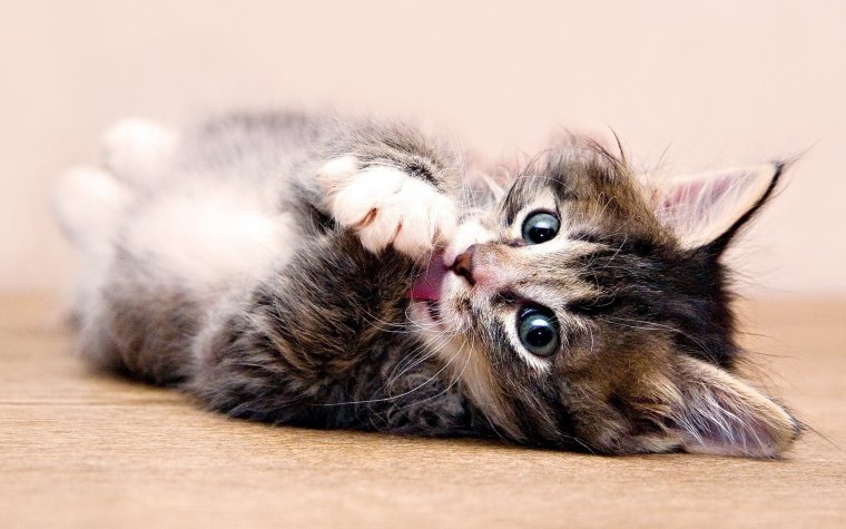 Обои на рабочий стол котята