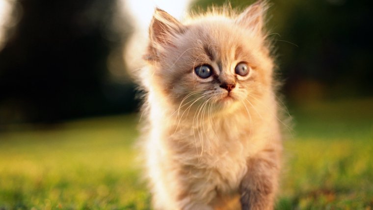 Красивые котята