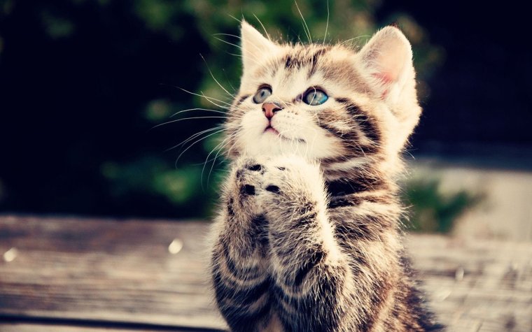 Няшные котята