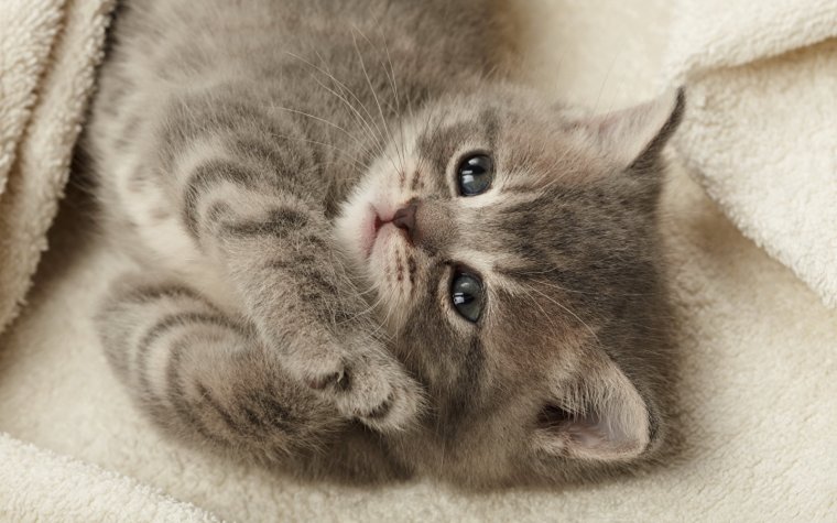 Милые Хасята