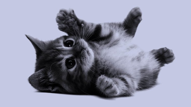 Обои с котятами