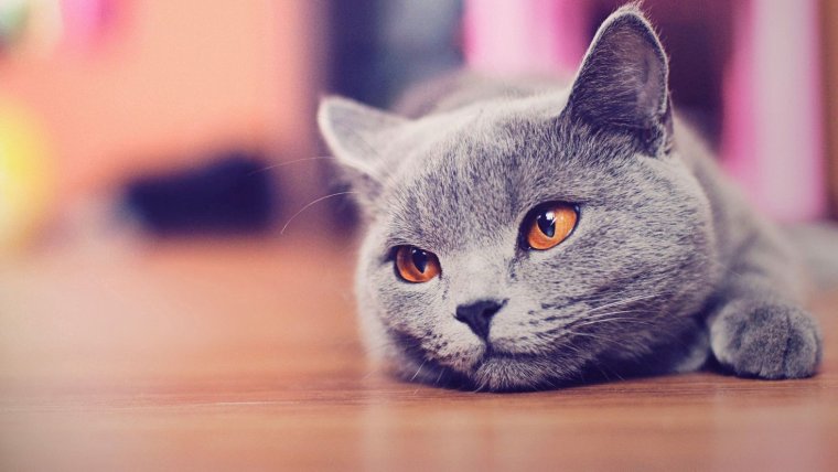 Красивый кот