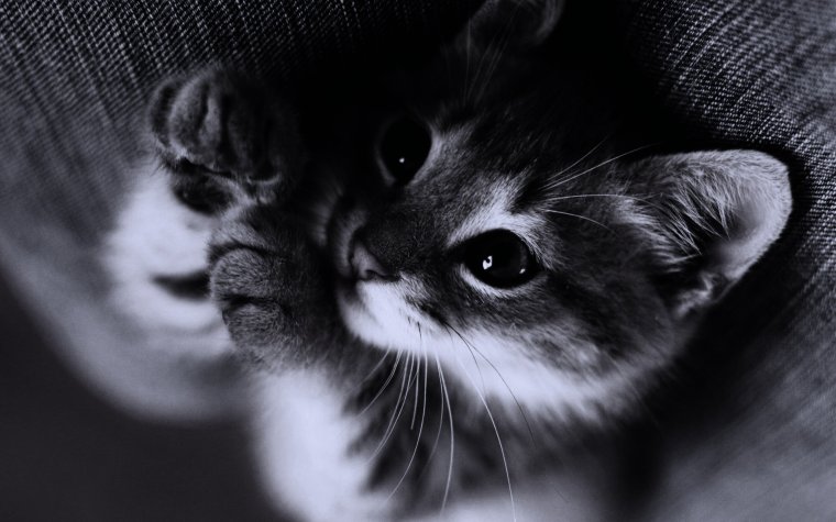 Фото котика на аву