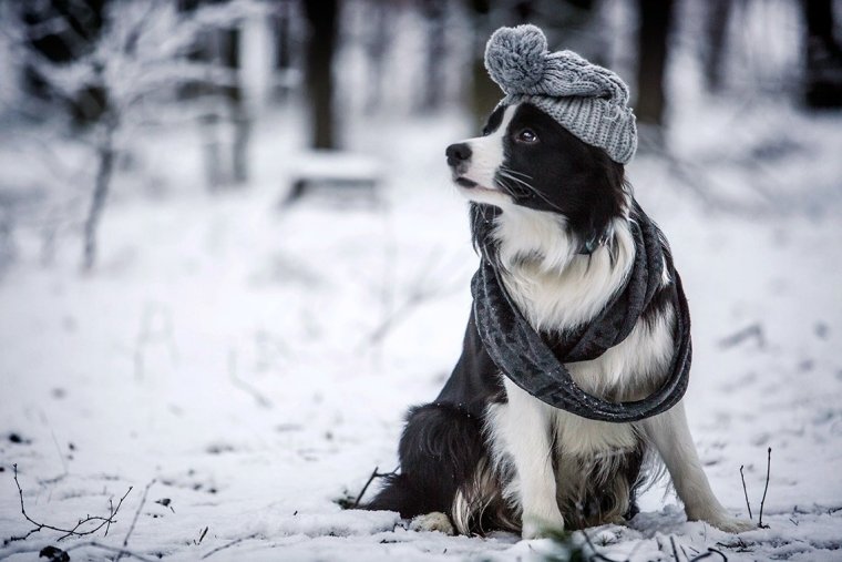 Бордер колли с шарфом