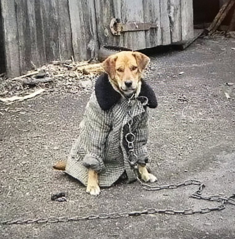 Пальто и собака