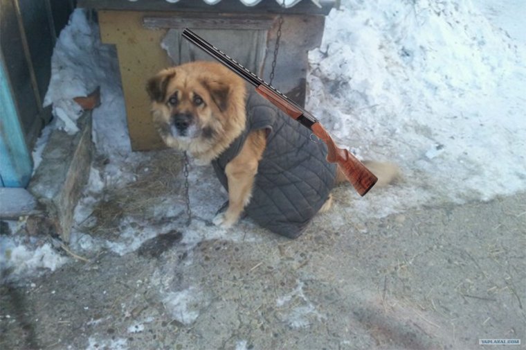 Собака в телогрейке