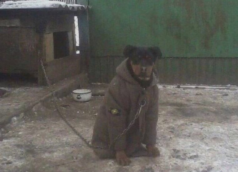 Собака в тулупе