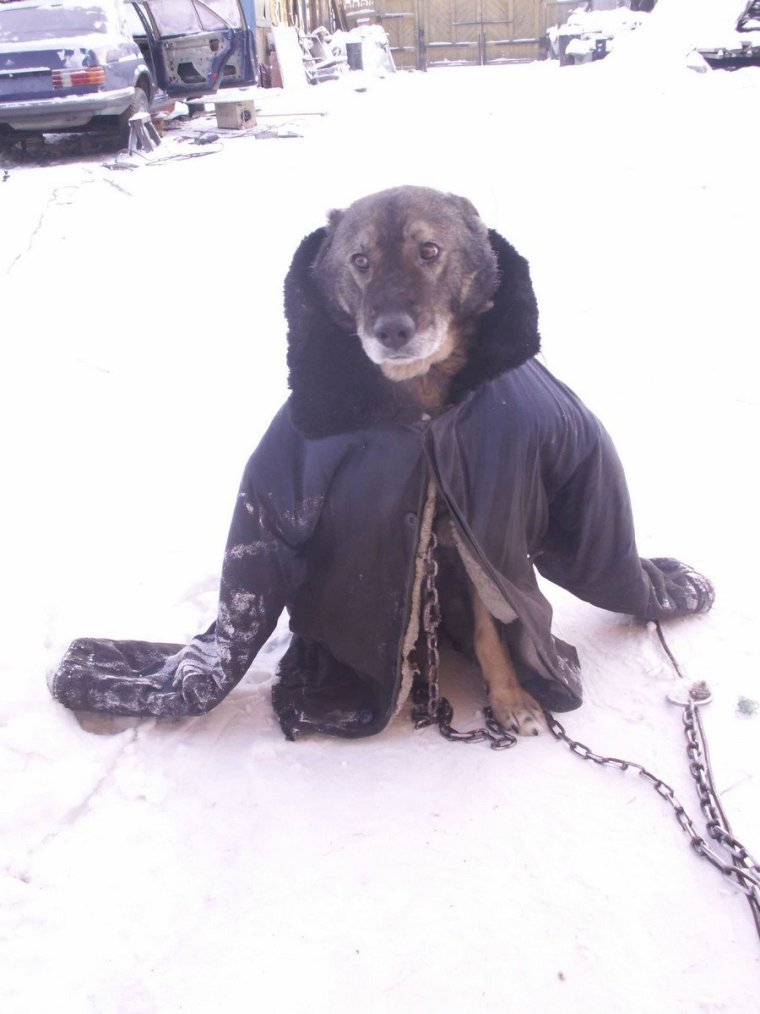 Собака в ватнике