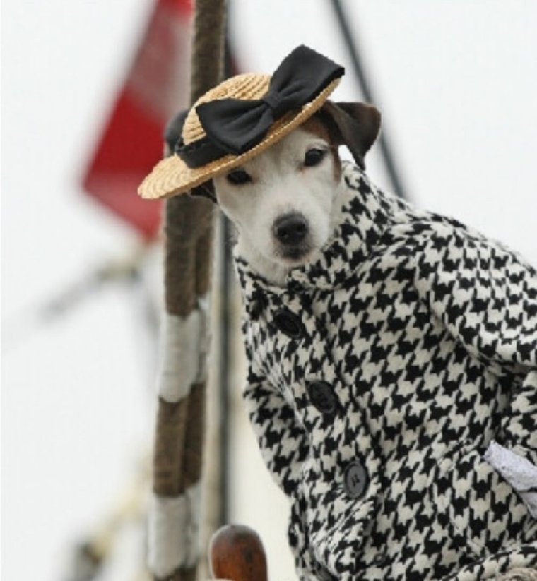 Собачка в пальто