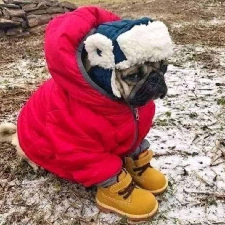 Холод собачий