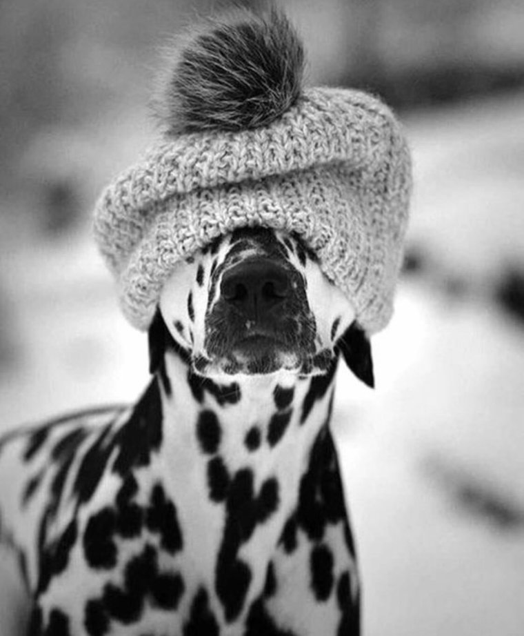 Шапочка для собаки