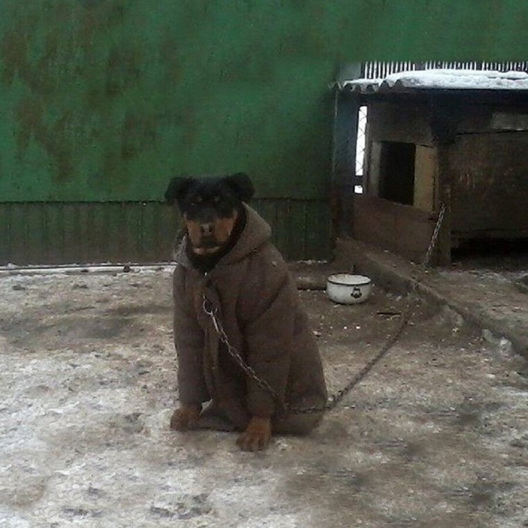 Собака в шубе и валенках