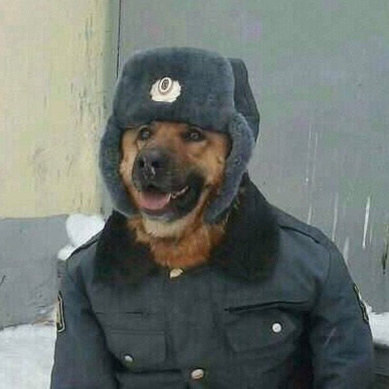 Немецкая овчарка с ментами