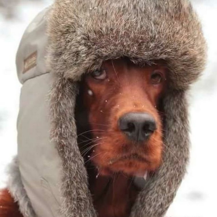 Собака в шапке ушанке